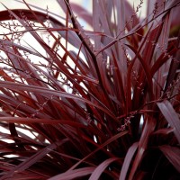 Cordyline Festival 'Burgundy' (P)