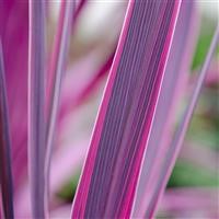 Cordyline australis 'Pink Passion' (P)