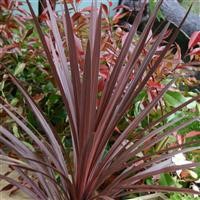 Cordyline australis 'Red Star'