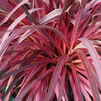 Cordyline 'Salsa' (P)