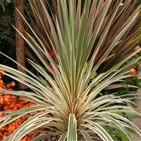 Cordyline australis 'Torbay Dazzler'