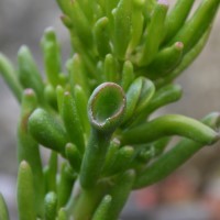 Crassula portulacea 'Gollum'