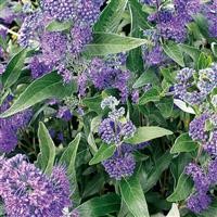 Caryopteris 'Dark Knight'