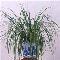 Lemon Grass