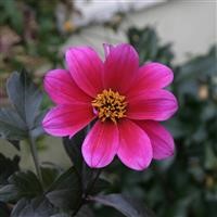 Dahlia 'Bishop of Canterbury'