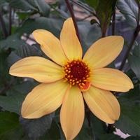 Dahlia 'Bishop of York'