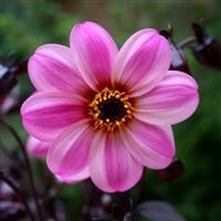 Dahlia Mystic 'Dreamer' (P)