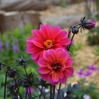 Dahlia Dreamy 'Dance' (P)