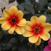 Dahlia 'Moonfire'