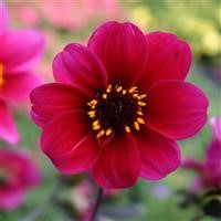 Dahlia 'Roxy'