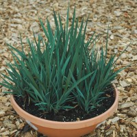 Dianella caerulea 'Cassa Blue' (P)