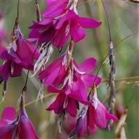 Dierama 'Blackberry Bells'