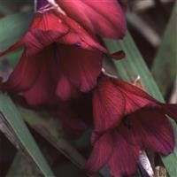 Dierama 'Blackbird'