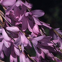 Dierama erectum