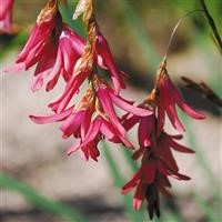 Dierama igneum