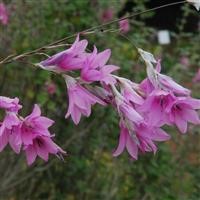 Dierama 'Pink Rocket'