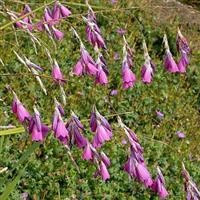 Dierama pulcherrimum