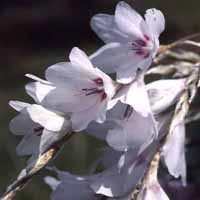 Dierama 'Snowbells'