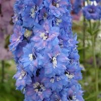 Delphinium 'Blue Lace'