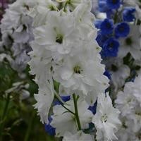 Delphinium 'Double Innocence'