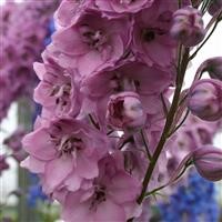 Delphinium 'Dusky Maidens'