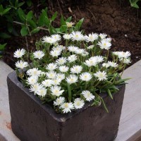 Delosperma Jewel of Desert 'Moonstone' (P)