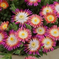 Delosperma Jewel of Desert 'Ruby' (P)