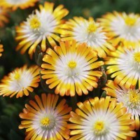 Delosperma Jewel of Desert 'Topaz' (P)