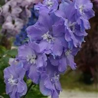 Delphinium 'Morning Lights'