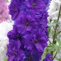 Delphinium 'Pagan Purples'