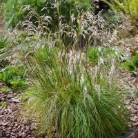 Deschampsia flexuosa