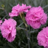 Dianthus 'Whatfield Can-Can'