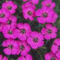 Dianthus 'Inshriach Dazzler'