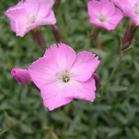 Dianthus 'La Bourboule'