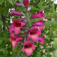 Digitalis Illumination 'Raspberry' (P) Imp.