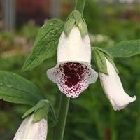 Digitalis purpurea 'Pam's Choice'