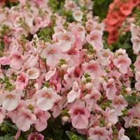 Diascia Breezee Plus 'Apple Blossom' (P)