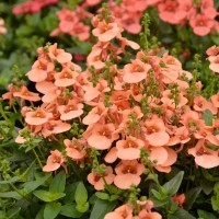 Diascia Breezee Plus 'Apricot' (P)