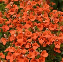 Diascia Breezee Plus 'Orange' (P)