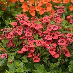 Diascia Breezee Plus 'Red' (P)