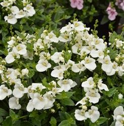 Diascia Breezee Plus 'White' (P) (Imp.)