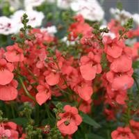 Diascia 'Little Drifter' (P)