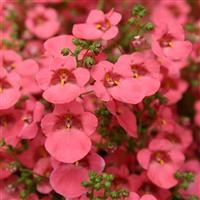 Diascia 'Little Dreamer' (P)