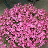 Diascia 'Little Dancer' (P)