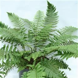 Dryopteris atrata  (Shaggy Shield Fern)