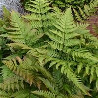Dryopteris erythrosora  (Autumn Fern)