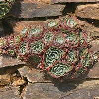 Echeveria glauca (Blue flatter leaves)