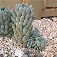 Echeveria cana