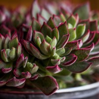 Echeveria 'Devotion' (P)