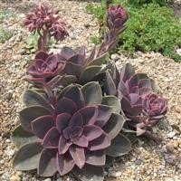 Echeveria 'Duchess of Nuremberg'